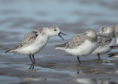 Sanderling - Calidris alba (Drieteenstrandloper)