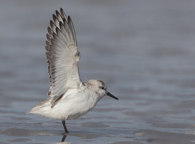 Sanderling - Calidris alba (Drieteenstrandloper)