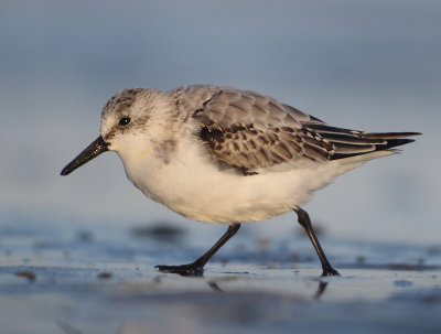 Sanderling - Calidris alba (Drieteenstrandloper)