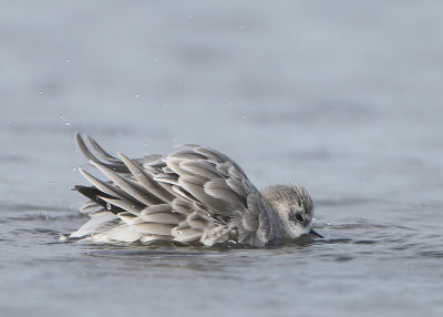 Sanderling - Calidris alba (Drieteenstrandloper)
