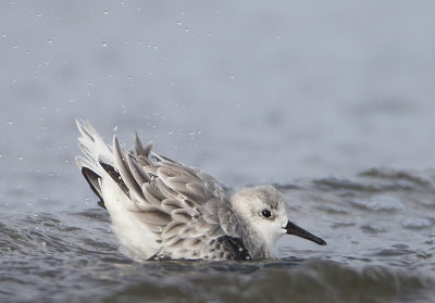 Sanderling - Calidris alba (Drieteenstrandloper)