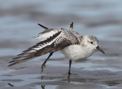 Sanderling - Calidris alba (Drieteenstrandloper)