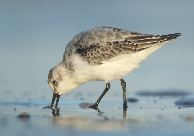 Sanderling - Calidris alba (Drieteenstrandloper)