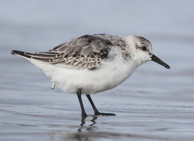 Sanderling - Calidris alba (Drieteenstrandloper)