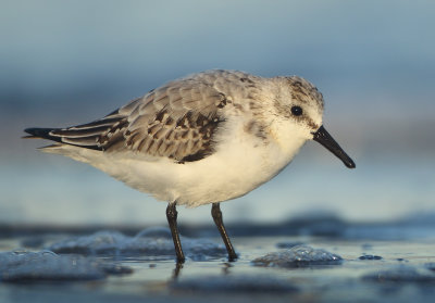 Sanderling - Calidris alba (Drieteenstrandloper)