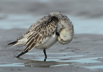 Sanderling - Calidris alba (Drieteenstrandloper)