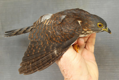  Hodgson's Hawk-Cuckoo - Hierococcyx nisicolor