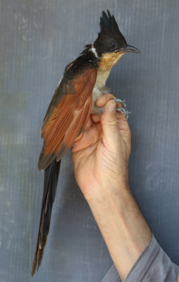 Chestnut-winged Cuckoo - Clamator coromandus