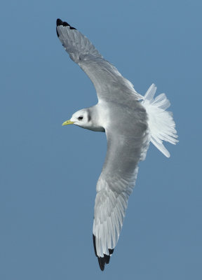 Black-legged Kittiwake - Rissa tridactyla (Drieteenmeeuw)