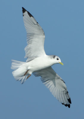 Black-legged Kittiwake - Rissa tridactyla (Drieteenmeeuw)