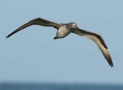 Northern Gannet - Morus bassanus (Jan van Gent)