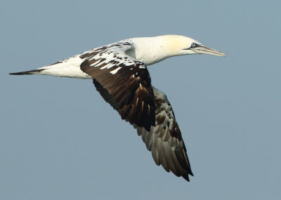 Northern Gannet - Morus bassanus (Jan van Gent)