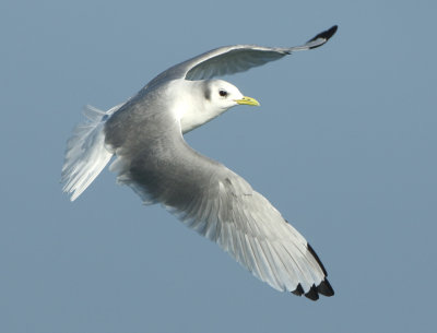 Black-legged Kittiwake - Rissa tridactyla (Drieteenmeeuw)