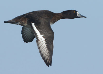 Tufted Duck - Aythya fuligula (Kuifeend)