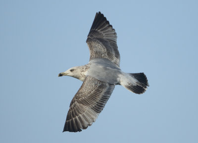 Herring Gull - Larus argentatus (Zilvermeeuw)