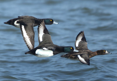 Tufted Duck - Aythya fuligula (Kuifeend)