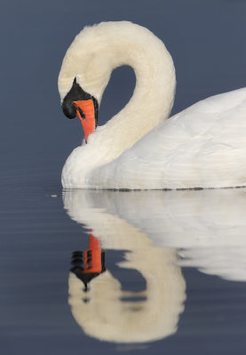 Mute Swan - Cygnus olor (Knobbelzwaan)