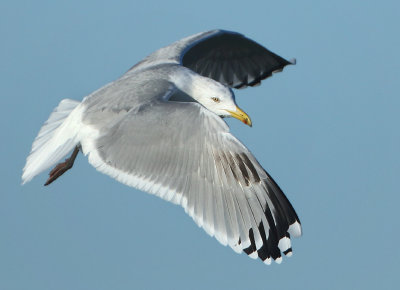 Herring Gull - Larus argentatus (Zilvermeeuw)