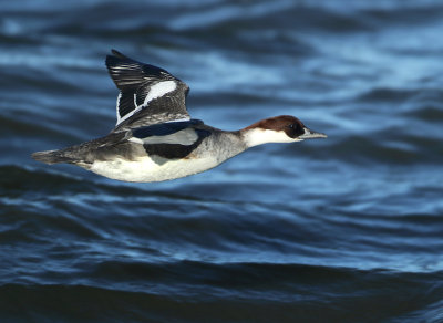Smew - Mergellus albellus (Nonnetje)