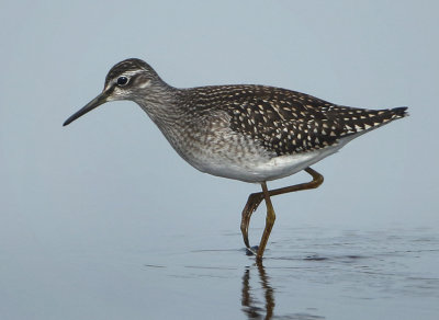 Wood Sandpiper - Tringa glareola (Bosruiter)