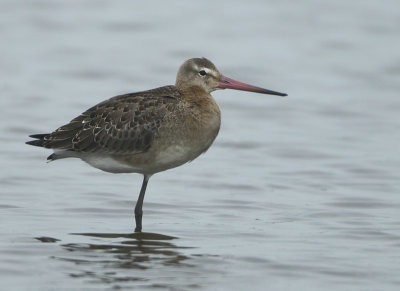 Black-tailed Godwit - Limosa limosa (Grutto)