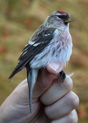 Common Redpoll - Acanthis flammea (Grote Barmsijs) 