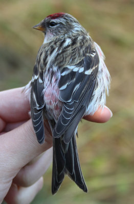Common Redpoll - Acanthis flammea (Grote Barmsijs) 