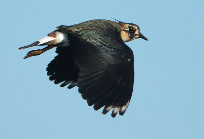 Northern Lapwing - Vanellus vanellus (Kievit)