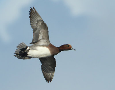 Eurasian Wigeon - Anas penelope (Smient)