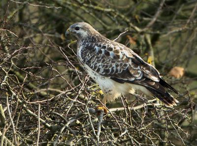 Common Buzzard - Buteo buteo (Buizerd)