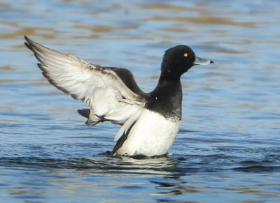 Tufted Duck - Aythya fuligula (Kuifeend)