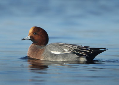 Eurasian Wigeon - Anas penelope (Smient)