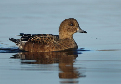 Eurasian Wigeon - Anas penelope (Smient)