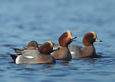 Eurasian Wigeon - Anas penelope (Smient)