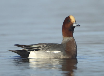 Eurasian Wigeon - Anas penelope (Smient)
