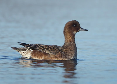 Eurasian Wigeon - Anas penelope (Smient)