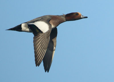 Eurasian Wigeon - Anas penelope (Smient)