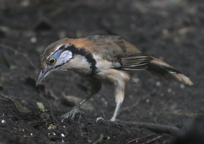 Greater Necklaced Laughingthrush - Garrulax pectoralis