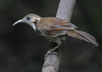 Large Scimitar-babbler - Pomatorhinus hypoleucos (Grote Kruiplijster)