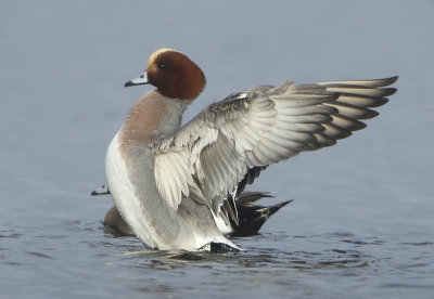 Eurasian Wigeon - Anas penelope (Smient)