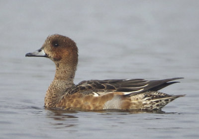 Eurasian Wigeon - Anas penelope (Smient)