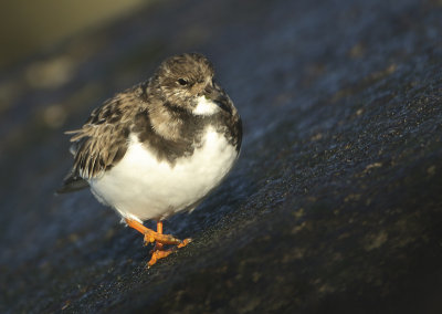 Ruddy Turnstone - Arenaria interpres (Steenloper)
