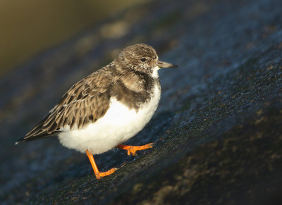 Ruddy Turnstone - Arenaria interpres (Steenloper)