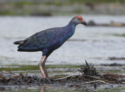 Grey-headed Swamphen - Porphyrio poliocephalus (Grijskoppurperkoet)