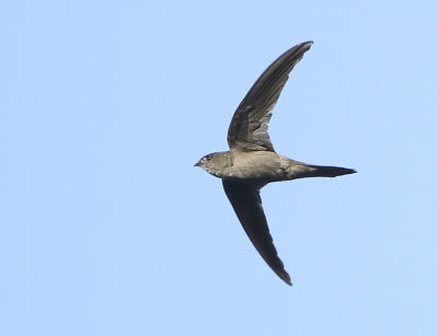 Asian Palm Swift - Cypsiurus balasiensis (Aziatische Palmgierzwaluw)