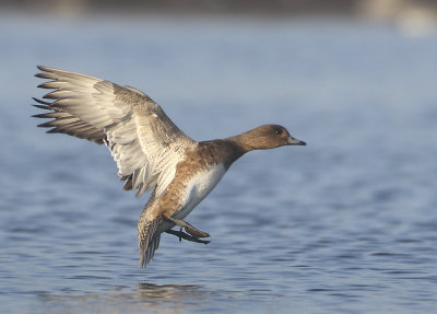 Eurasian Wigeon - Anas penelope (Smient)