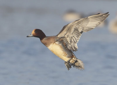 Eurasian Wigeon - Anas penelope (Smient)