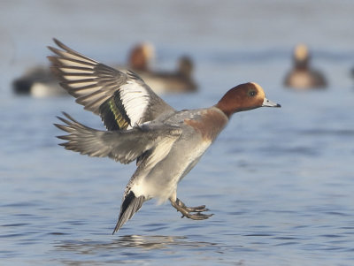 Eurasian Wigeon - Anas penelope (Smient)