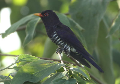 Violet Cuckoo - Chrysococcyx xanthorhynchus 