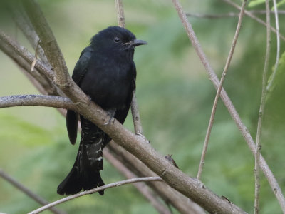 Cuckoos and relatives - Cuculidae (Koekoeken)